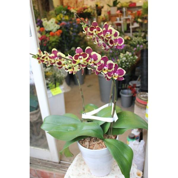 胡蝶蘭ミディ３本立ち チャーミングメロディ２l 輪数３０輪以上 ６号鉢ラッピング込 2 Buyee Buyee 日本の通販商品 オークションの代理入札 代理購入
