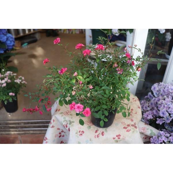 ミニバラ バラ苗 いちご姫４号ポット Buyee Buyee Japanese Proxy Service Buy From Japan Bot Online