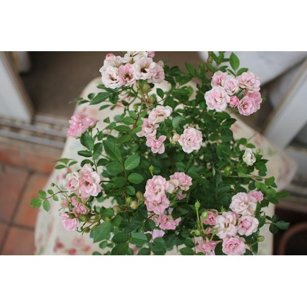 バラ苗 ミニバラ さくら ４号ロングポット 登録品種 Buyee Buyee 日本の通販商品 オークションの代理入札 代理購入