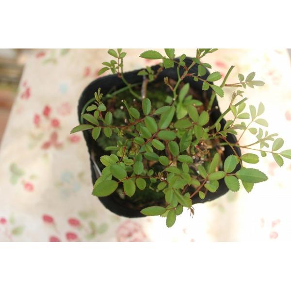 バラ苗 ミニバラ さくら ４号ロングポット 登録品種 Buyee Buyee 日本の通販商品 オークションの代理入札 代理購入