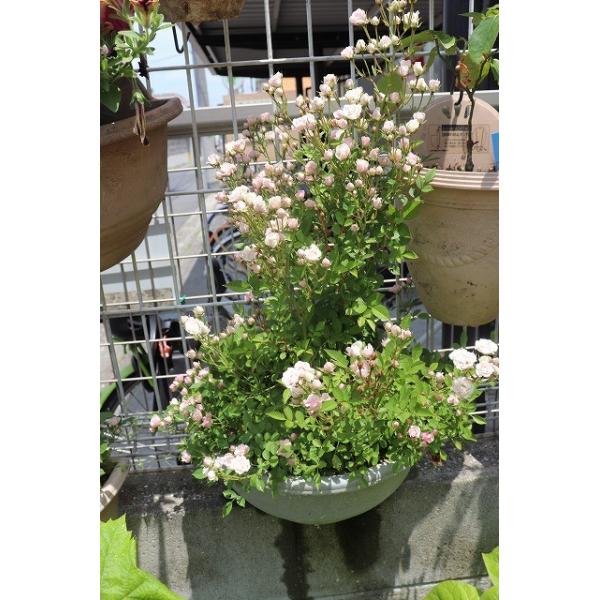 バラ苗 ミニバラ さくら ３ ５号ロングポット 登録品種 Buyee Buyee 日本の通販商品 オークションの代理入札 代理購入