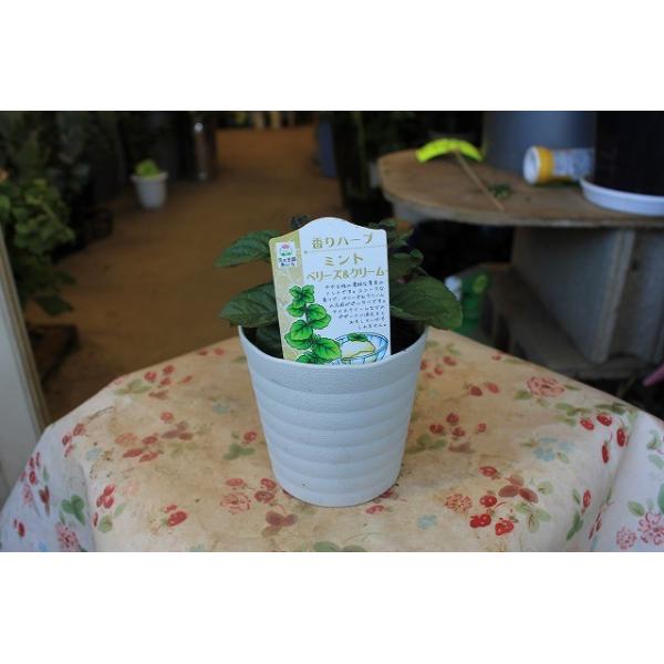ミント ハーブ苗 ベリーズ クリームミント３号鉢 Buyee Buyee Japanese Proxy Service Buy From Japan Bot Online