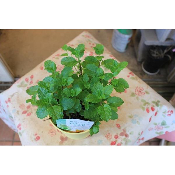 ミント ハーブ苗 モロッカンミント３号鉢 Buyee Buyee Japanese Proxy Service Buy From Japan Bot Online