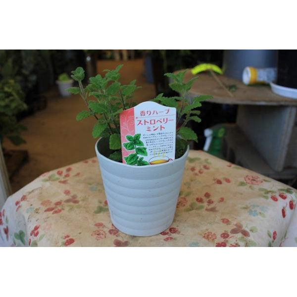 ミント ハーブ苗 ストロベリーミント３号鉢 Buyee 日本代购平台 产品购物网站大全 Buyee一站式代购 Bot Online