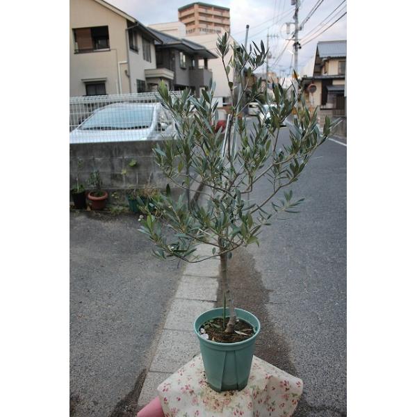 オリーブの木（オリーブ苗木） アザパ8号鉢 : 森農園ネットショップ