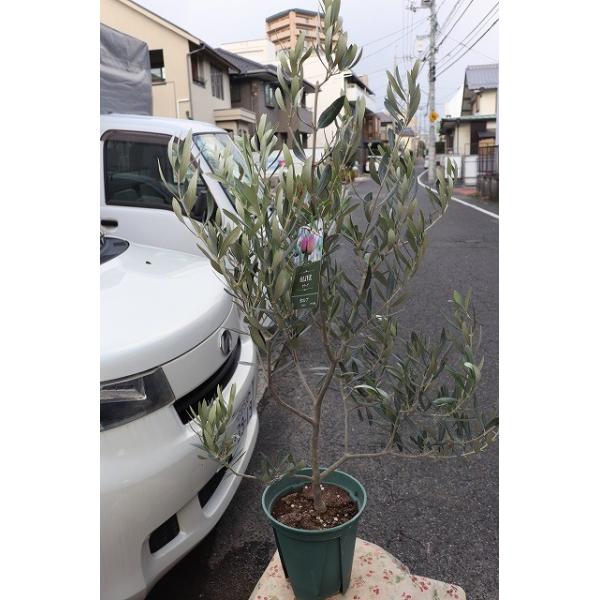 オリーブの木 オリーブ苗木 カロレア８号鉢 Buyee Buyee 日本の通販商品 オークションの代理入札 代理購入