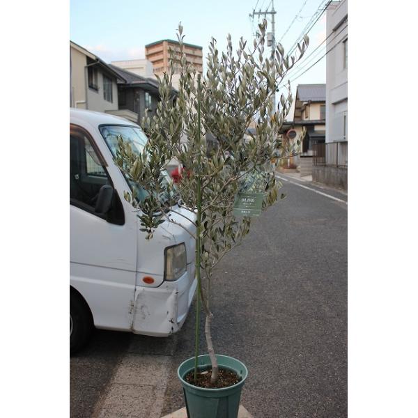 オリーブ苗木 オリーブの木 カヨンヌ８号鉢 パソコンでの売り切れ番号の表記は下にスクロールして頂ければ左側にございます Buyee Buyee 日本の通販商品 オークションの代理入札 代理購入