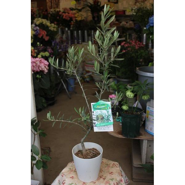 オリーブの木 オリーブ苗木 マウリーノ ５号鉢 Buyee Buyee 日本の通販商品 オークションの代理入札 代理購入