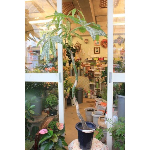 観葉植物 パキラ ミルキーウェイ７号鉢ラッピング込 Buyee Buyee 日本の通販商品 オークションの代理入札 代理購入