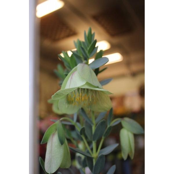 ピメレア ピソディス 接ぎ木 ５号鉢 Buyee Buyee 日本の通販商品 オークションの代理入札 代理購入