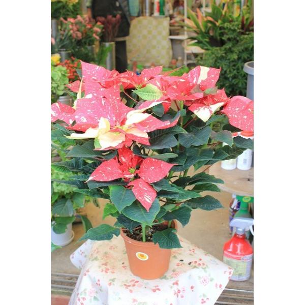 ポインセチア プリメーロ ジングルベル５号鉢ラッピング込のレビュー クチコミとして参考になる投稿4枚 Roomclip Item