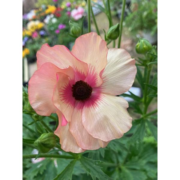 [Release date: February 3, 2026]26/2/1up　予約商品です。２/３発売　２/４〜２/１４の期間に早い注文順で発送いたします。∇優れた生産者が１月いっぱいまで作り込んだメリクロン充実苗です。・・仮にそのまま...