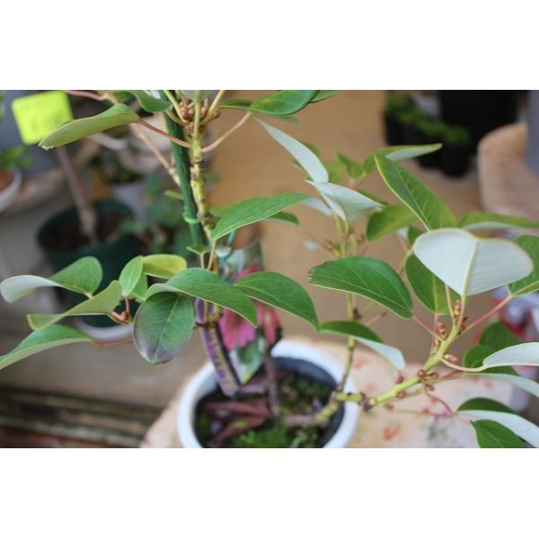 ロドレイア ヘンリー５号鉢 Buyee Buyee Japanese Proxy Service Buy From Japan Bot Online