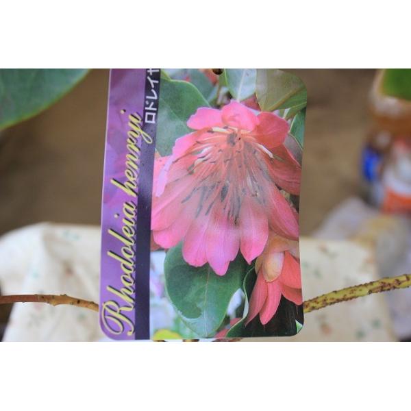 ロドレイア ヘンリー５号鉢 Buyee Buyee Japanese Proxy Service Buy From Japan Bot Online