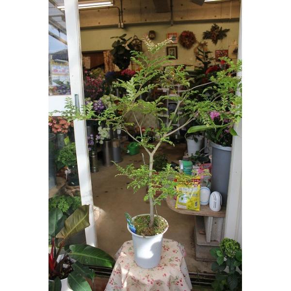 観葉植物 トネリコ 斑入りシマトネリコ 天の川 登録品種 ６号鉢 Buyee Buyee 日本の通販商品 オークションの代理入札 代理購入
