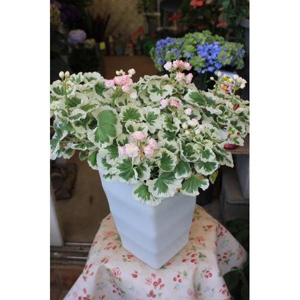 ゼラニウム アップルブロッサム ホワイトウエディング６号鉢 ラッピング込 Buyee Buyee Japanese Proxy Service Buy From Japan Bot Online