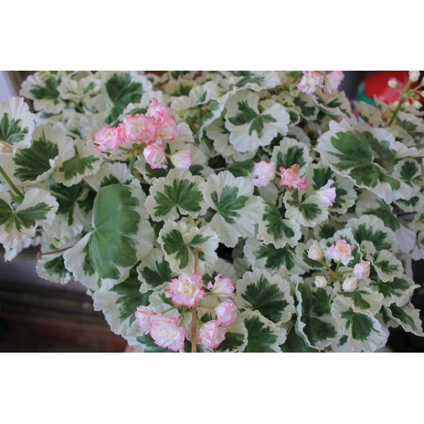 ゼラニウム アップルブロッサム ホワイトウエディング６号鉢 ラッピング込 Buyee Buyee Japanese Proxy Service Buy From Japan Bot Online