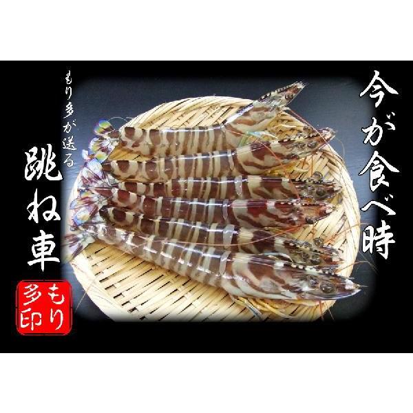 くるまえび 天然 活 車海老 クルマエビ 13 25尾 500g入 Ek 0003 旬の肴問屋 もり多 通販 Yahoo ショッピング