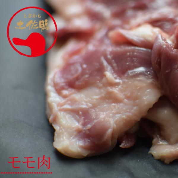 土佐鴨・土佐ジロー飼育研究会 かも カモ