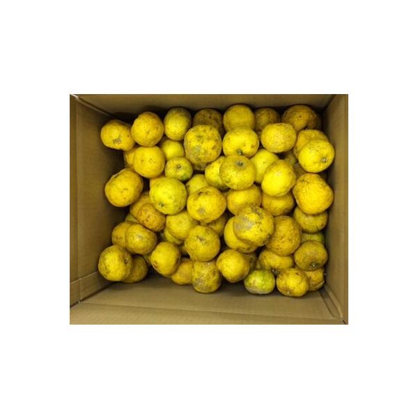 󂠂Mq10Kg@mY̗Mq  ͔|_sgp ~@䂸@MqC