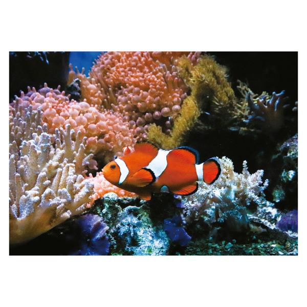 カクレクマノミ サンゴ礁 ポスター 選べる5サイズ インテリア 人気アートポスター Dpos 111 森山印刷所 通販 Yahoo ショッピング