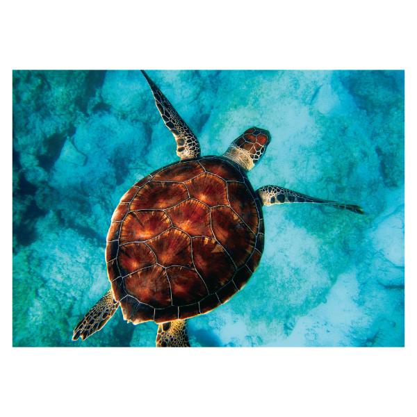 ウミガメ ポスター 選べる5サイズ インテリア 人気アートポスター