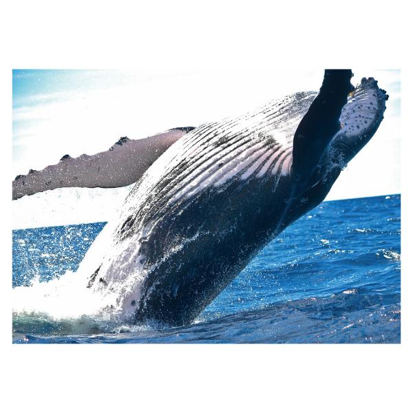 鯨 ジャンプ クジラ ポスター 選べる5サイズ インテリア 人気アートポスター Dpos 115 森山印刷所 通販 Yahoo ショッピング
