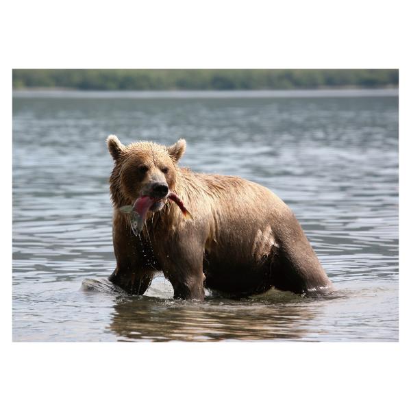 クマランチタイム ポスター 熊 選べる5サイズ インテリア 人気アートポスター プレゼント無料ラッピング Dpos 51 森山印刷所 通販 Yahoo ショッピング