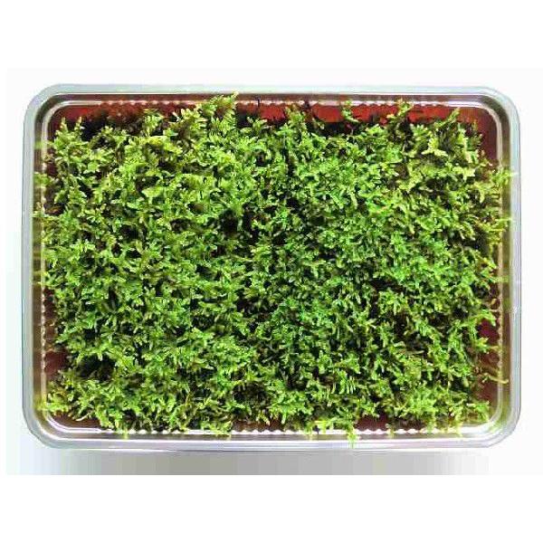  nCSP~jpbNikj(256×189mm)