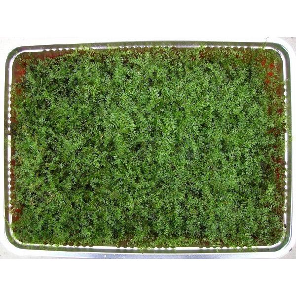  Rc{SP~jpbNikj(256×189mm)