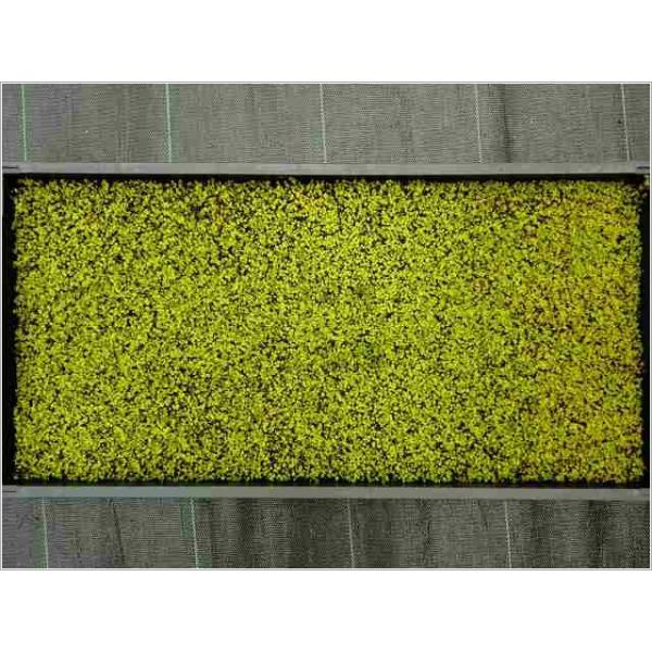 XiSPg[(280mm×580mm)