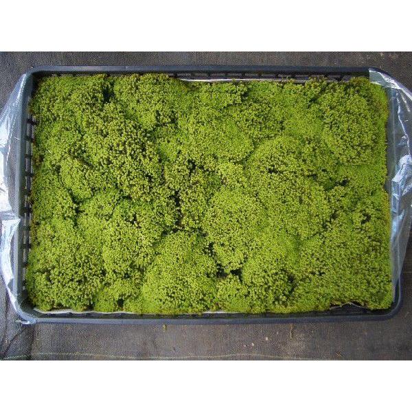 苔 スナゴケ大トレー５枚セット 約1平米 Tsu 1 1 苔の販売専門店モスファーム 通販 Yahoo ショッピング