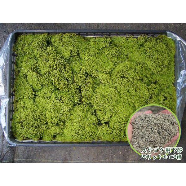 苔 スナゴケお庭用セット 約1平米 Tsu 1 1 Set 苔の販売専門店モスファーム 通販 Yahoo ショッピング