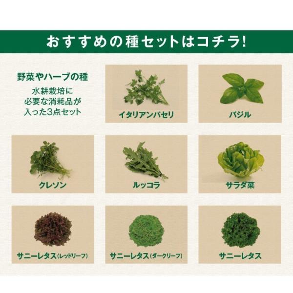 野菜のたね ハーブ種 ルッコラ栽培 水耕栽培種子セット ルッコラのタネ 液体肥料50ml 培地スポンジ 30個 定形外郵便対応 Buyee Buyee Japanese Proxy Service Buy From Japan Bot Online