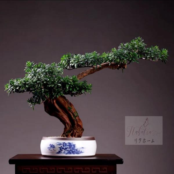 CeAO[ ͑}q~ u Tӌ}q~