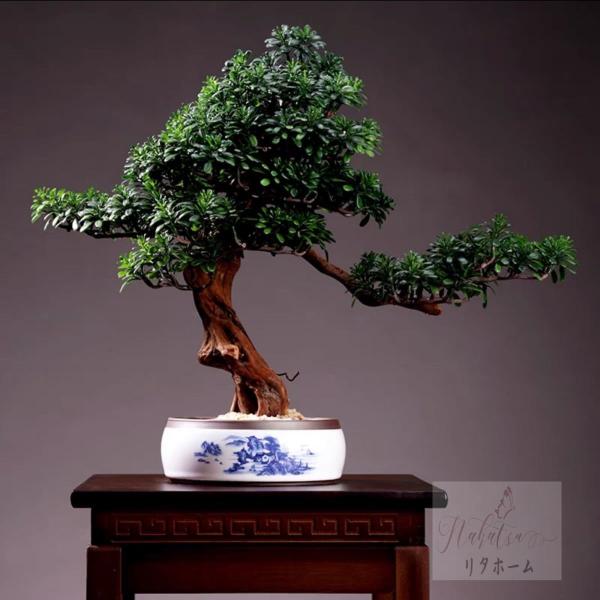 CeAO[ D͑}q~ u Tӌ}q~