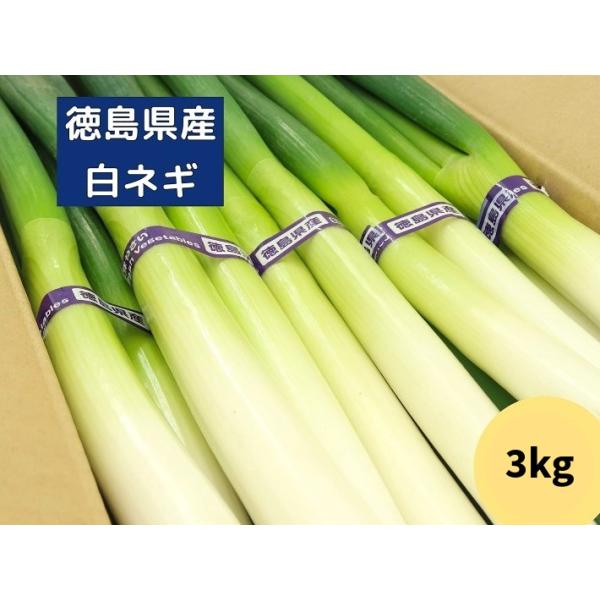 徳島県産 白ネギ 3kg 2Lサイズ 13本~15本入り 朝採り ねぎ ネギ 白ねぎ 白葱 長ネギ 長ねぎ 新鮮野菜 香味野菜 野菜 日本産 国産 産地直送 お中元 お歳暮 贈答 贈り物 プレゼント 甘い 新鮮 美味しい 鍋物野菜 送料無料...