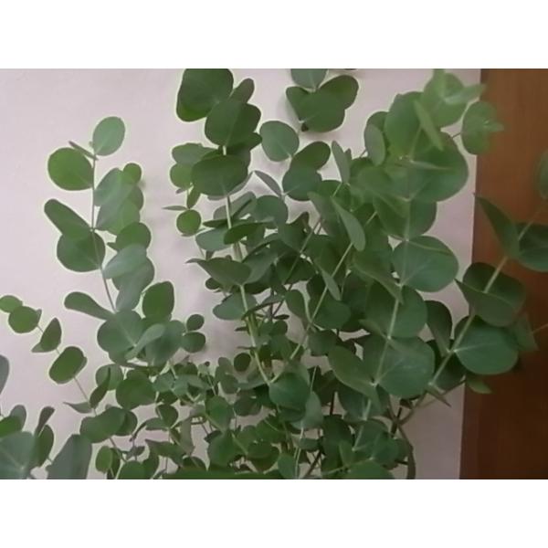 ユーカリの木 アップルボックス 常緑樹 庭木 同梱不可 Buyee Servis Zakupok Tretim Licom Buyee Pokupajte V Yaponii