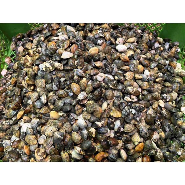 渥美半島産 天然活あさり 3kg【産地直送】