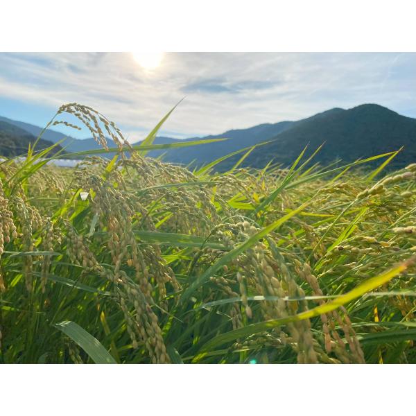 令和7年度産　自然栽培歴5年以上天日干し　元の瞳（いのちの壱系）玄米2kg　和歌山県産