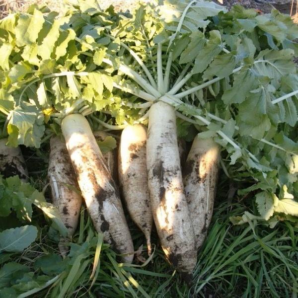 自然栽培　大根　北海道産