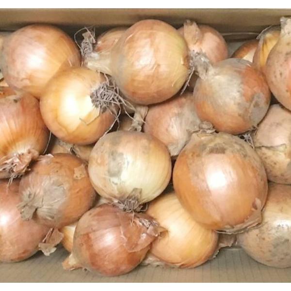 農薬も肥料も一切使わず、自然の力だけで育った玉ねぎです。しっかりと実が詰まり、加熱すると甘みがぐっと増すのが特長です。炒め物やスープ、カレー、シチューなどの煮込み料理はもちろん、オーブンで丸ごとローストすればとろけるような甘さに。天ぷらやか...