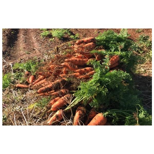 農薬も肥料も一切使わず、自然の力だけで育ったにんじんです。自然栽培ならではの香りが豊かで、甘みがしっかりと感じられるのが特長。生でサラダやスティックにすれば、みずみずしい甘さを楽しめます。加熱するとさらに甘みが増し、グラッセやポタージュ、煮...