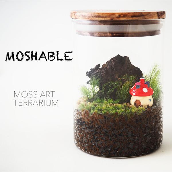 テラリウム 完成品の人気商品 通販 価格比較 価格 Com