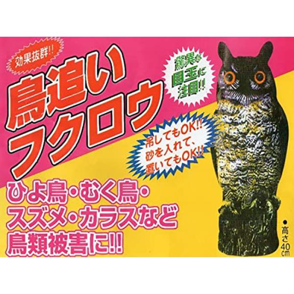 y114133 z_ ǂtNE@قȖڋʂňЊdI {̂ӂ낤łǂȒтI