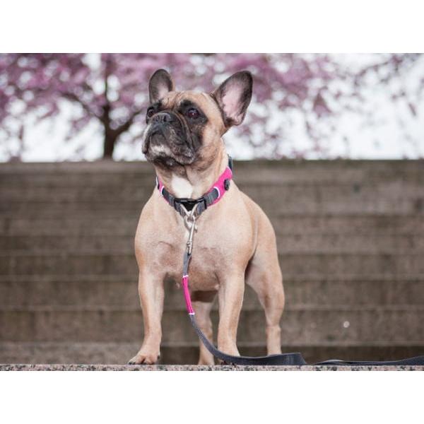 犬 首輪 首や喉に優しいデザイン ダブルリング アーバンエクスプローラーカラー 首輪 ドッグコペンハーゲン Buyee Buyee 일본 통신 판매 상품 옥션의 대리 입찰 대리 구매 서비스