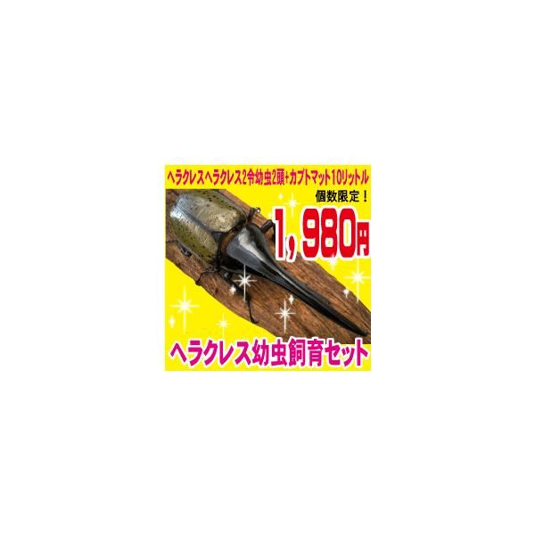 幼虫 昆虫 ヘラクレスヘラクレス2令幼虫 2頭+マットのセット : むしや
