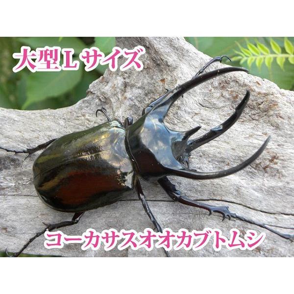 コーカサスオオカブト成虫ペア(Lサイズ) : むしや本舗 ヤフー コーカサスオオカブト成虫ペア(Lサイズ) : むしや本舗 ヤフー