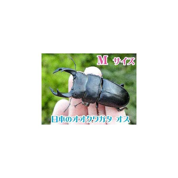 大アゴが太いオリジナルの個体！オスメス成虫のペアです。【商品名】国産オオクワガタ 成虫 オスメスペア Mサイズ【学　名】Dorcus hopei binodulsus【体　長】Mサイズ（オス：60ｍｍ以上　メス：フリーサイズ）【羽　化】羽化...