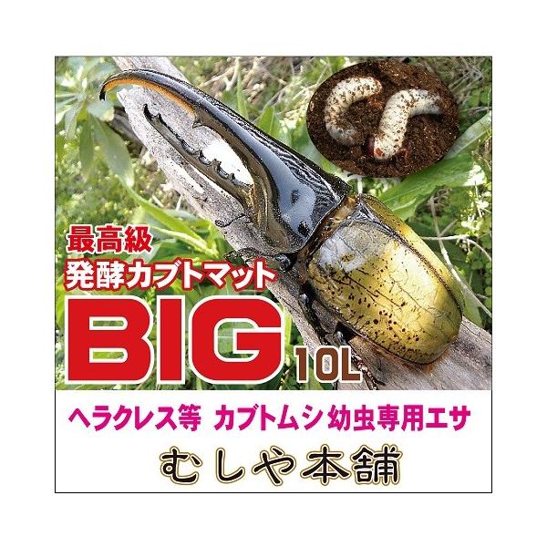 高カロリー カブトムシ幼虫のエサはコレ 廃菌床発酵カブトムシマット「BIG」10リットル :big150205:むしや本舗 ヤフー店 - 通販 -  Yahoo!ショッピング